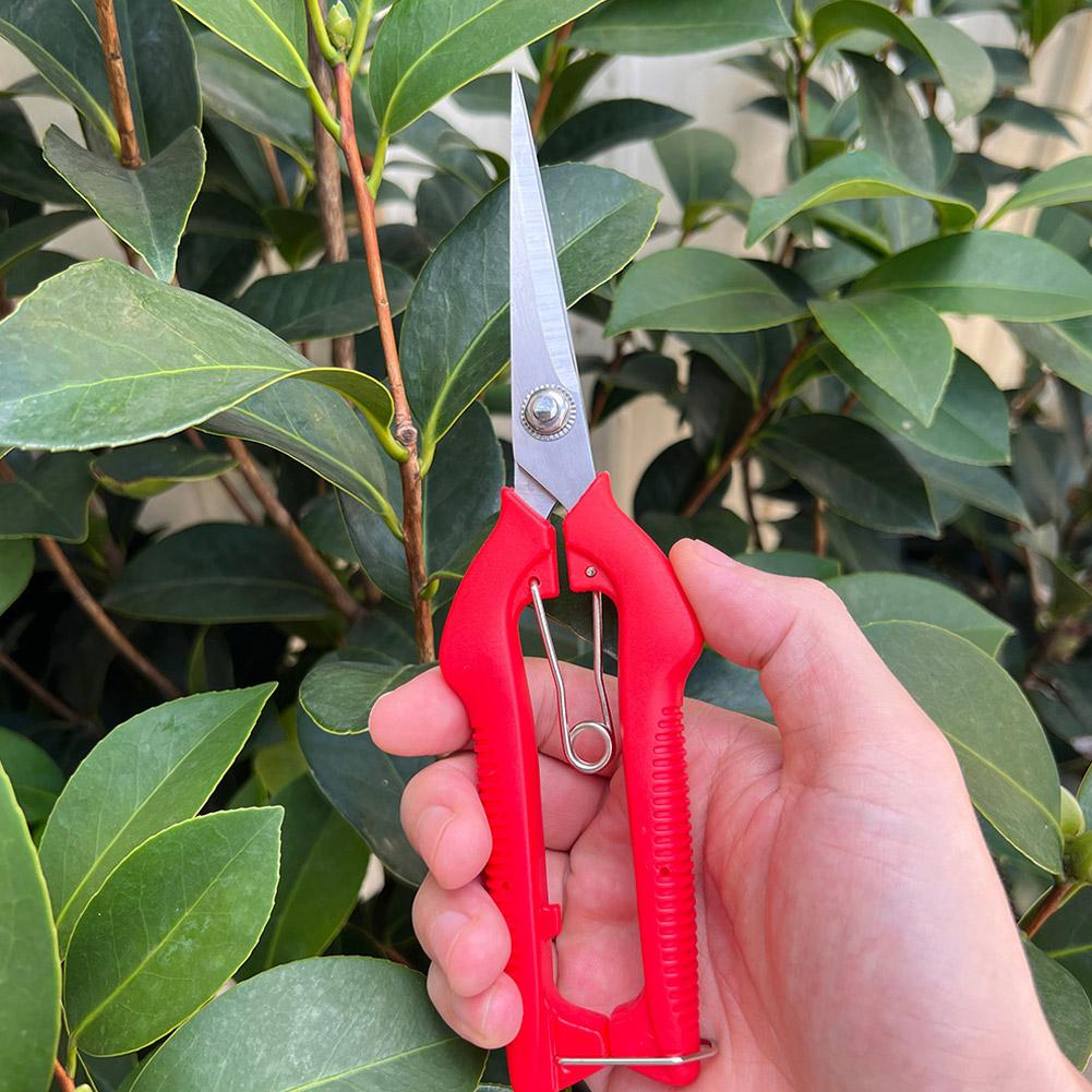 مقص تقليم احترافي للحدائق، مقص - مراجعة Bonsai Garden Tools وسعره